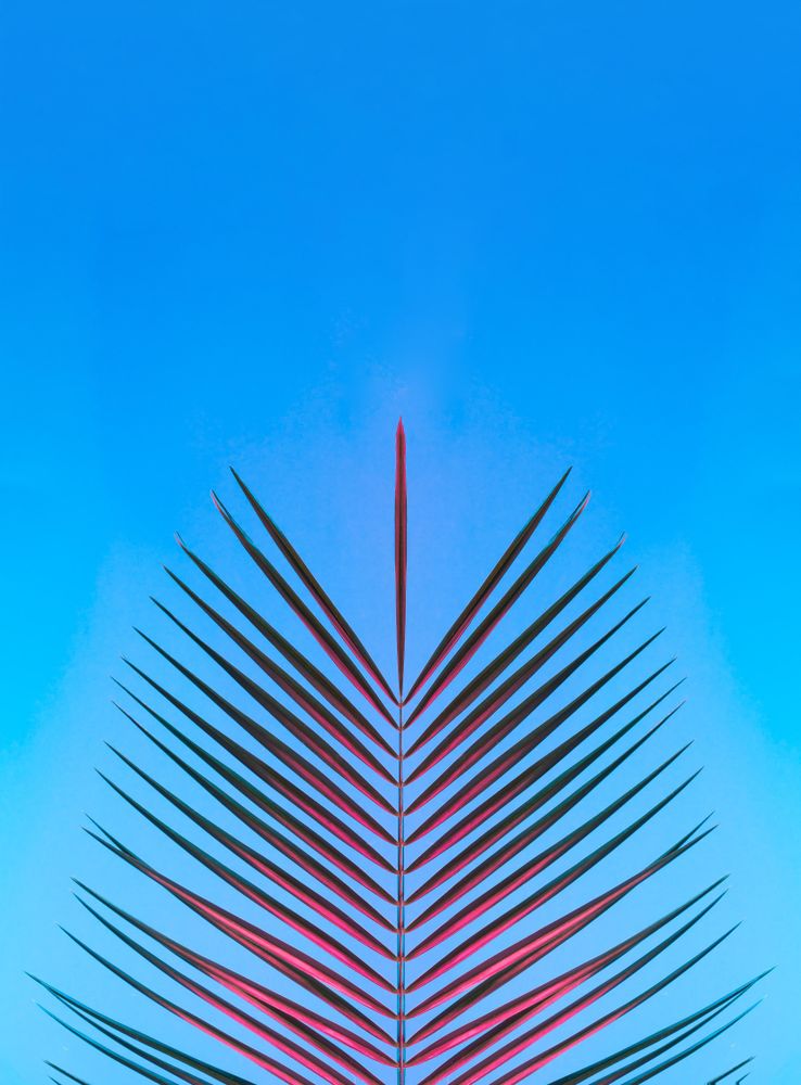 Palm leaf lit in bold neon  colors, on gradient blue to pink background