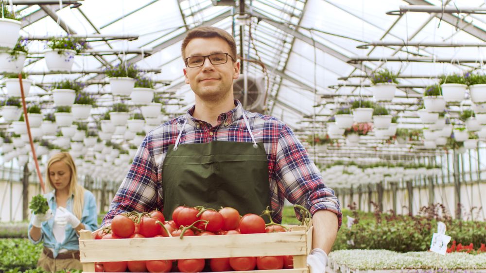 Happy Farmer Walks on Camera with Box full of Tomatoes Through Industrial, Brightly Lit Greenhouse