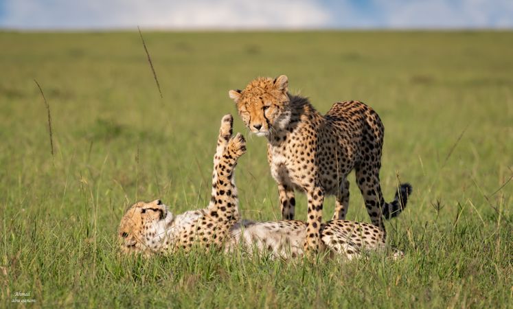 Two cheetahs on green grass field in Kenya