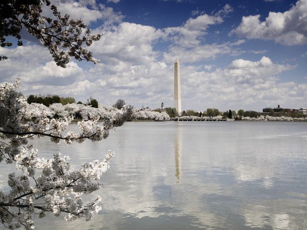 Cherry Blossoms around the Tidal Basin in with the Washington Monument, Washington, D.C