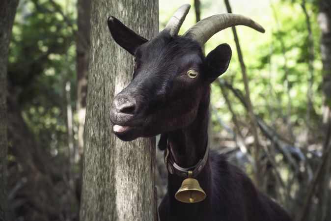 Funny goat portrait