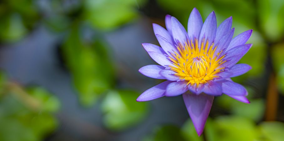 Wide shot of purple daisy lotus in a garden