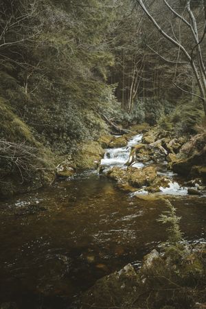 Raging river flowing through old forest
