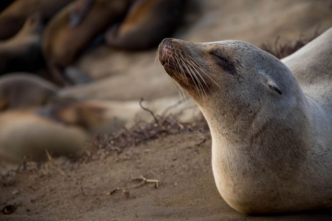 Seal lying on ground in close-up