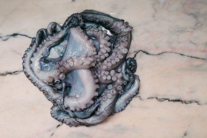 Fresh squid on marble table