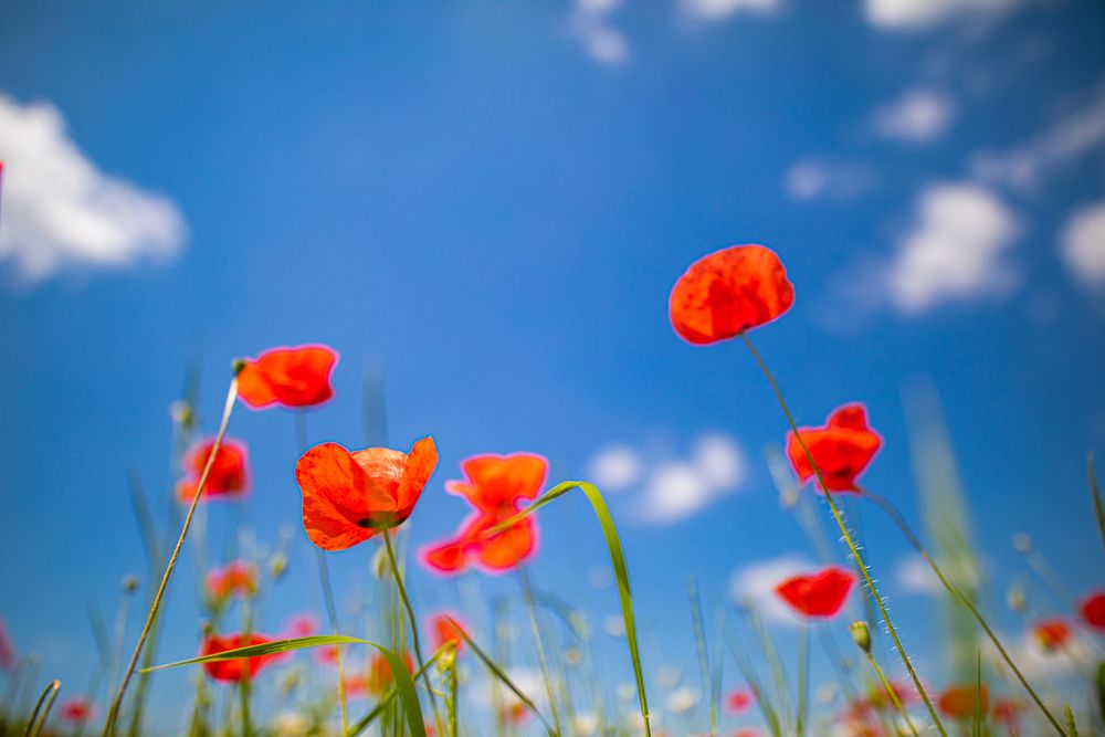 Red flowers against a blue sky with clouds