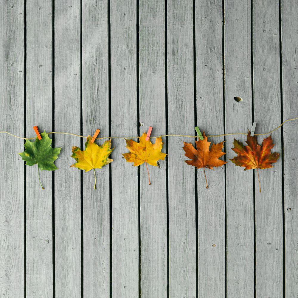 Autumn leaves from green to red on light wooden background - Free Photo  (496AWb) - Noun Project