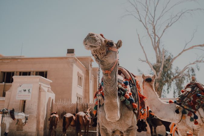 Funny camels in desert