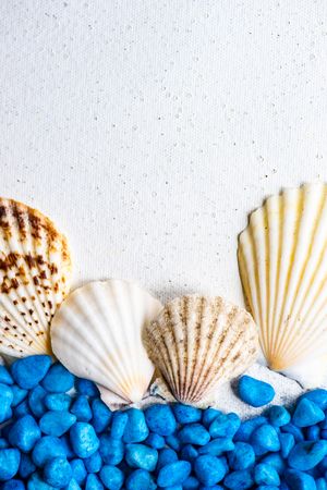 Sea shells and blue rocks as a summer background