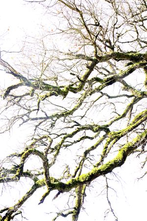 Green branches covered with moss