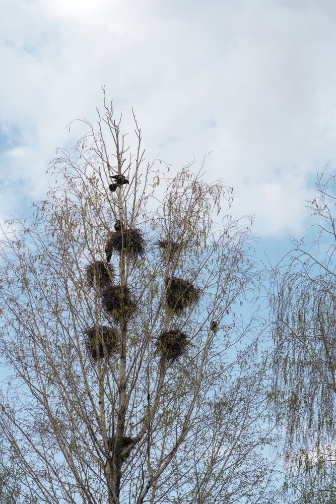 Bird perched on tree with nests