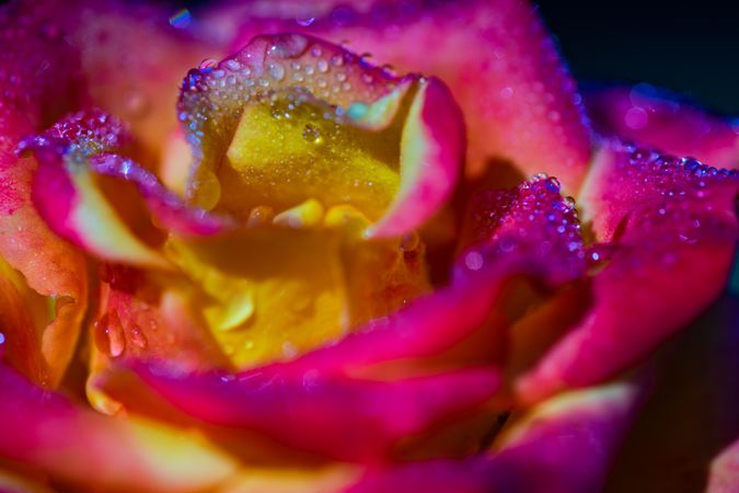 Blooming flowers in a garden with dew
