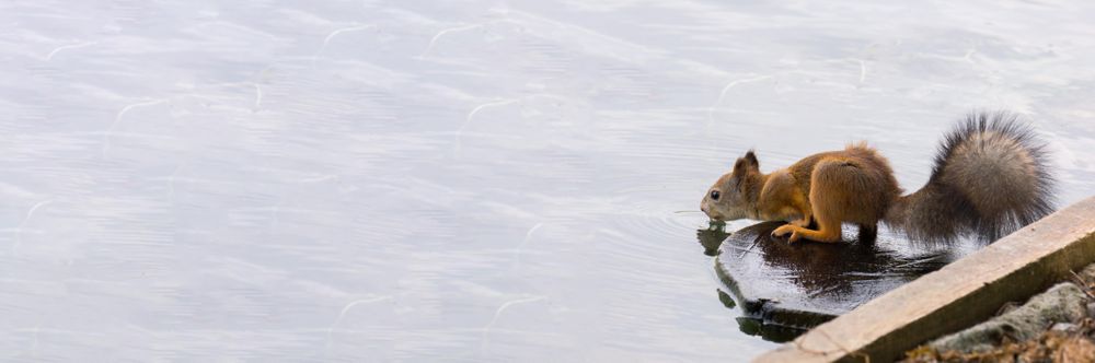 Brown squirrel drinking water