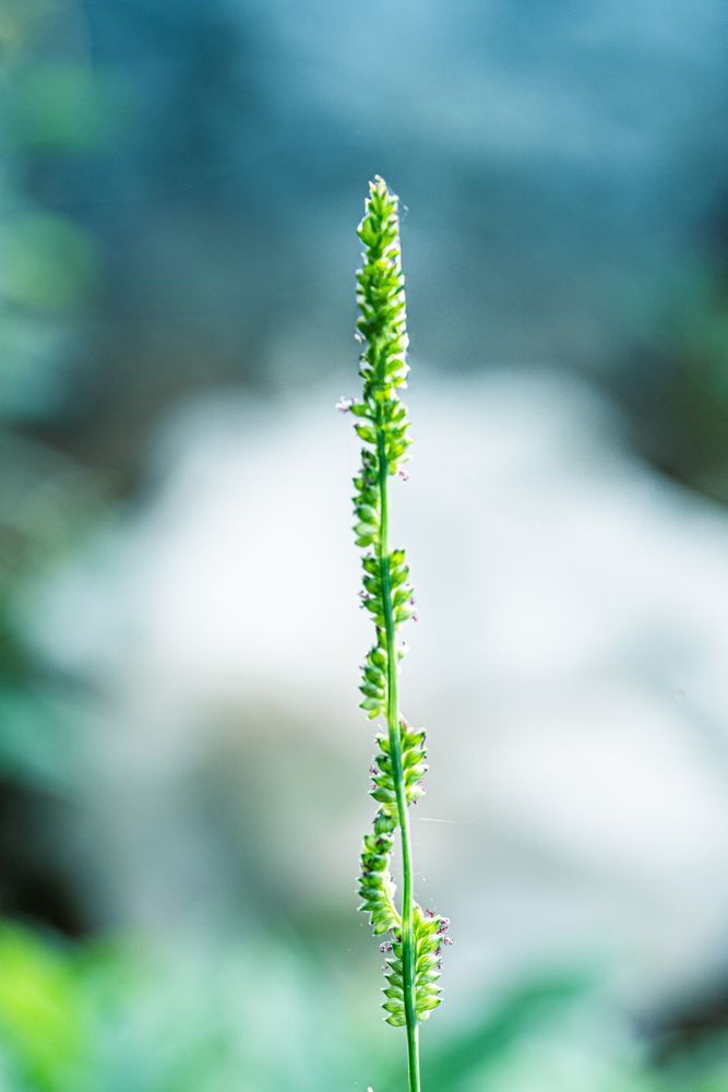 the delicate beauty of a grass flower, showcasing its slender, feathery petals and intricate structure
