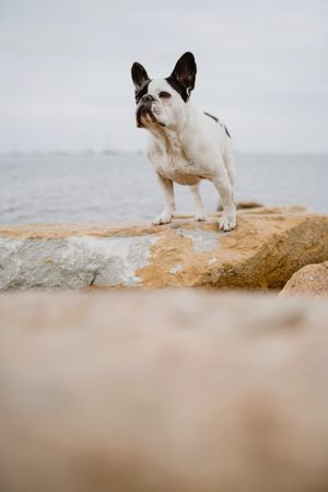 Small dog standing on rocks near sea
