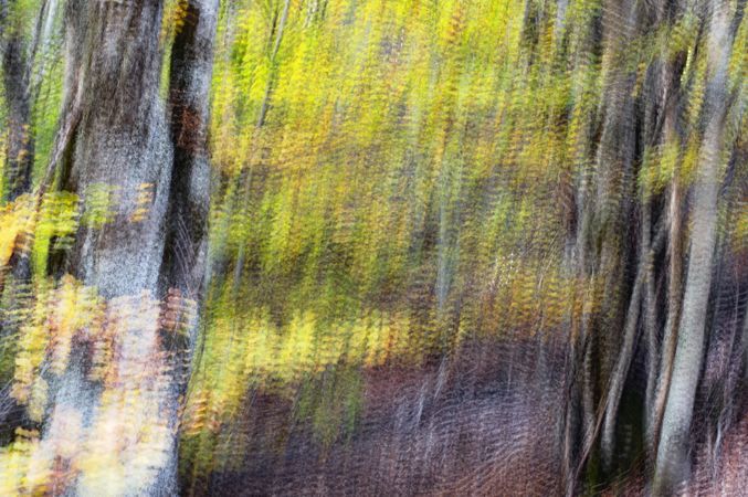 Blurred trees in forest