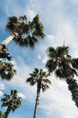 High palms under sky