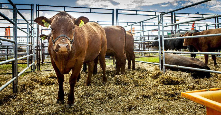Flock of cows in paddock on farm