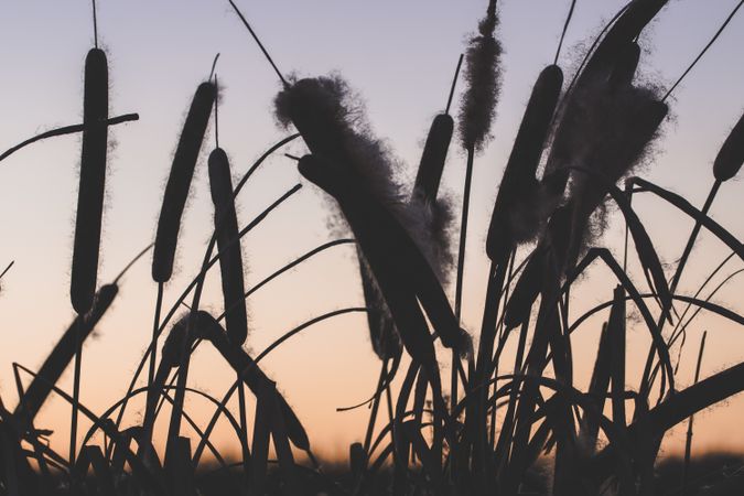 Reeds with fluffs at sunset