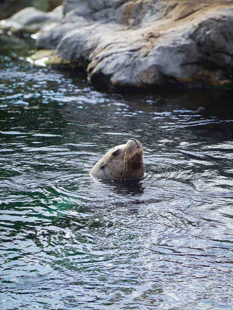 Surfacing Steller Sea Lion (Eumetopias jubatus)