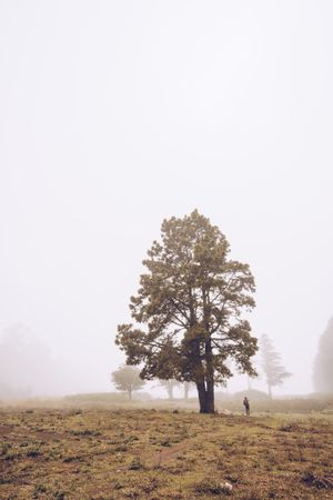 Hiker walking on foggy rural field