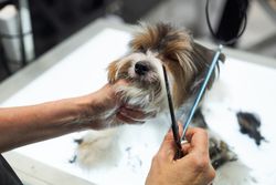 Crop master cutting hair of purebred dog on table