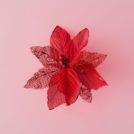 Artificial red poinsettia on pink background