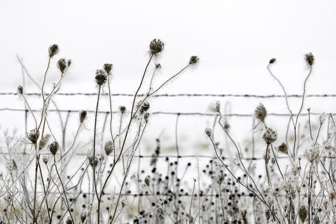 Frosted dry plants in the wintertime along a snowy farm fence