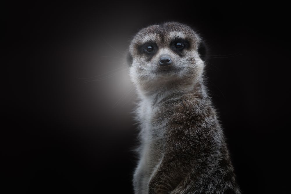Cute gray furry meerkat