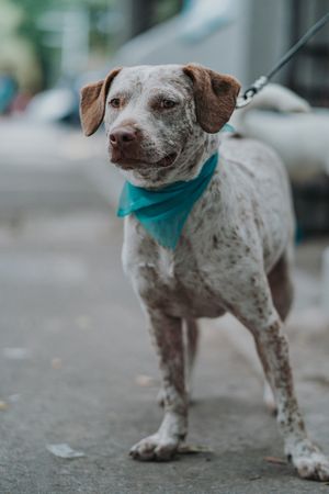 Serious mixed breed dog walking in street