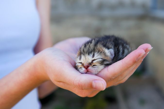 A child holds a newborn kitten in her arms.