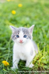 Light and gray kitten on green grass near yellow flowers 0vryL0