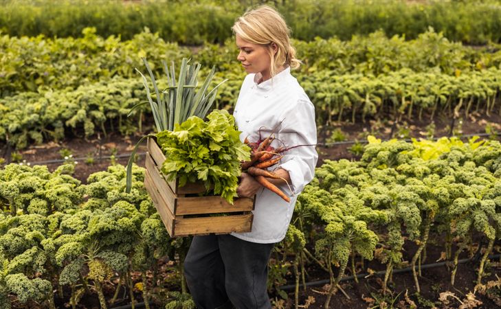 Self-sustainable female chef carrying a crate full of freshly picked vegetables on an organic farm
