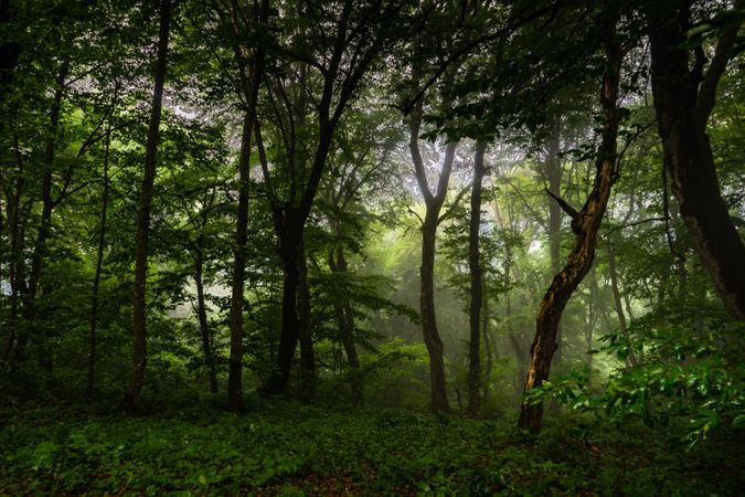 Foggy morning in green forest