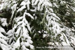 Christmas tree with fresh snow for the holidays 0LwnDb