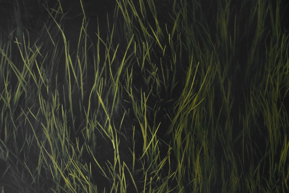 Oblong juicy grass on dark background