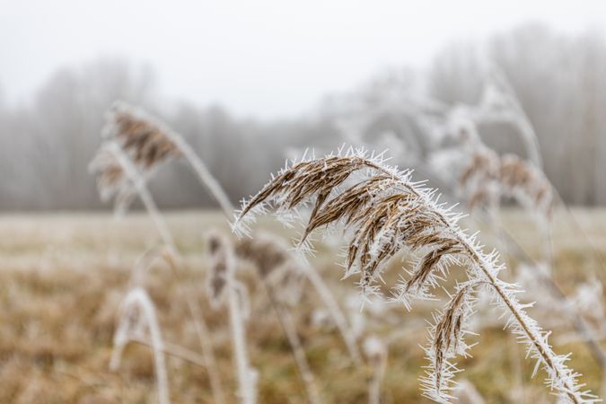 Ice on a wheat plant