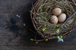 Bird's nest on wooden table with copy space