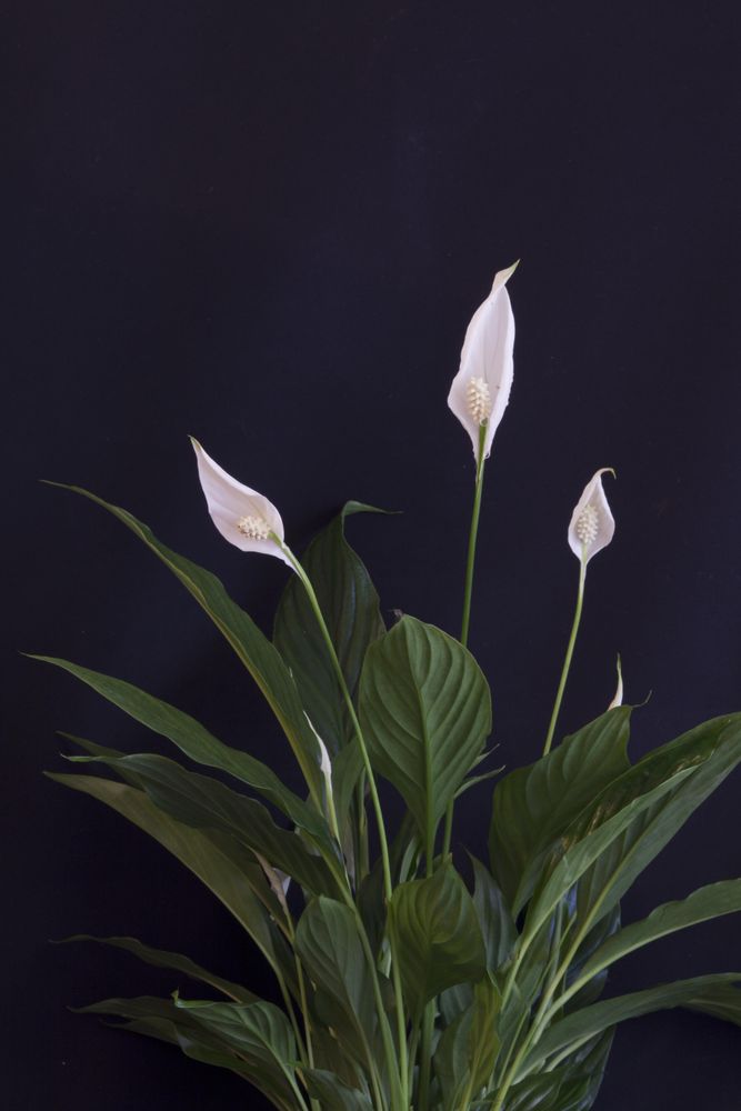 Light arum lilies flower plant indoor