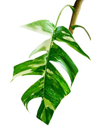 Green Leaf Epipremnum pinnatum