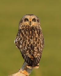 Brown owl perching outdoor