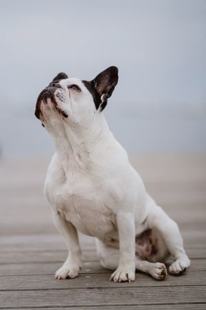 Cute dog on pier near sea