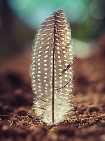 Gray feather stuck in ground