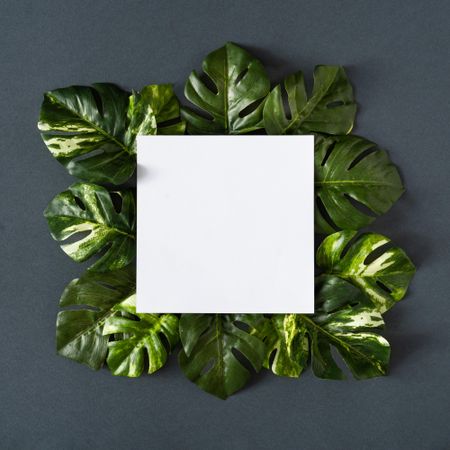 Green monstera leaves on gray background with paper card