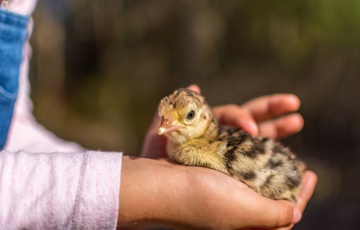 Person holding a duck