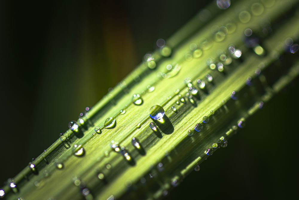 Close up of green leaf with droplets
