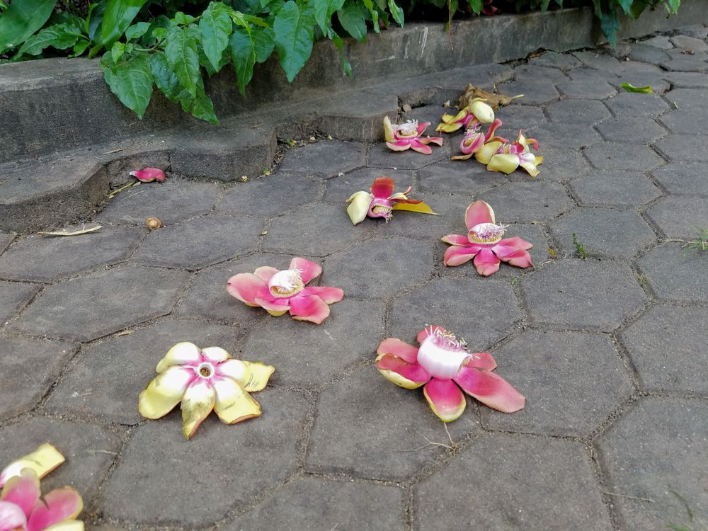 Blossoms on buddhist temple ground