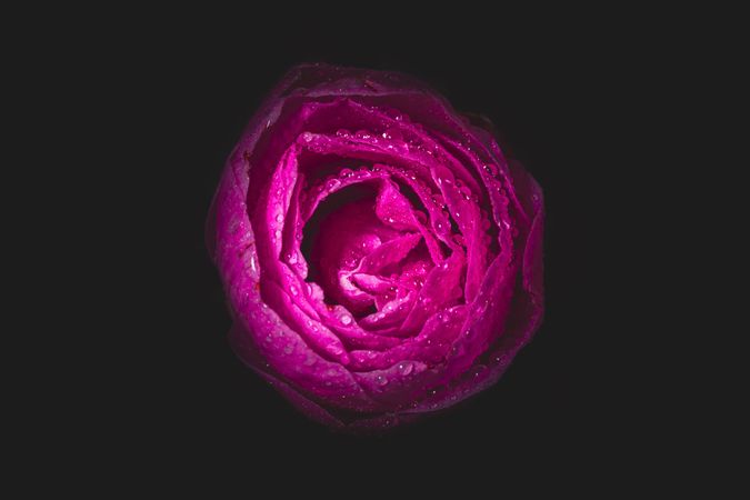 Close up of center of pink camellia flower in dark studio