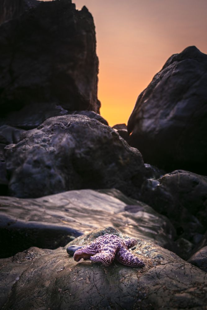 Muscle and star fish on the rugged rocks on the coast, vertical