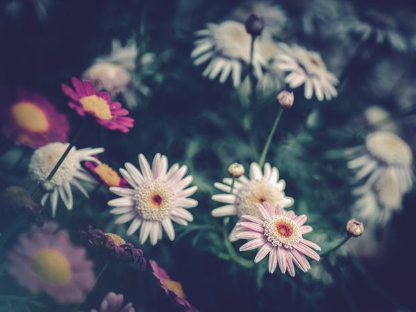 Pretty flower growing in garden
